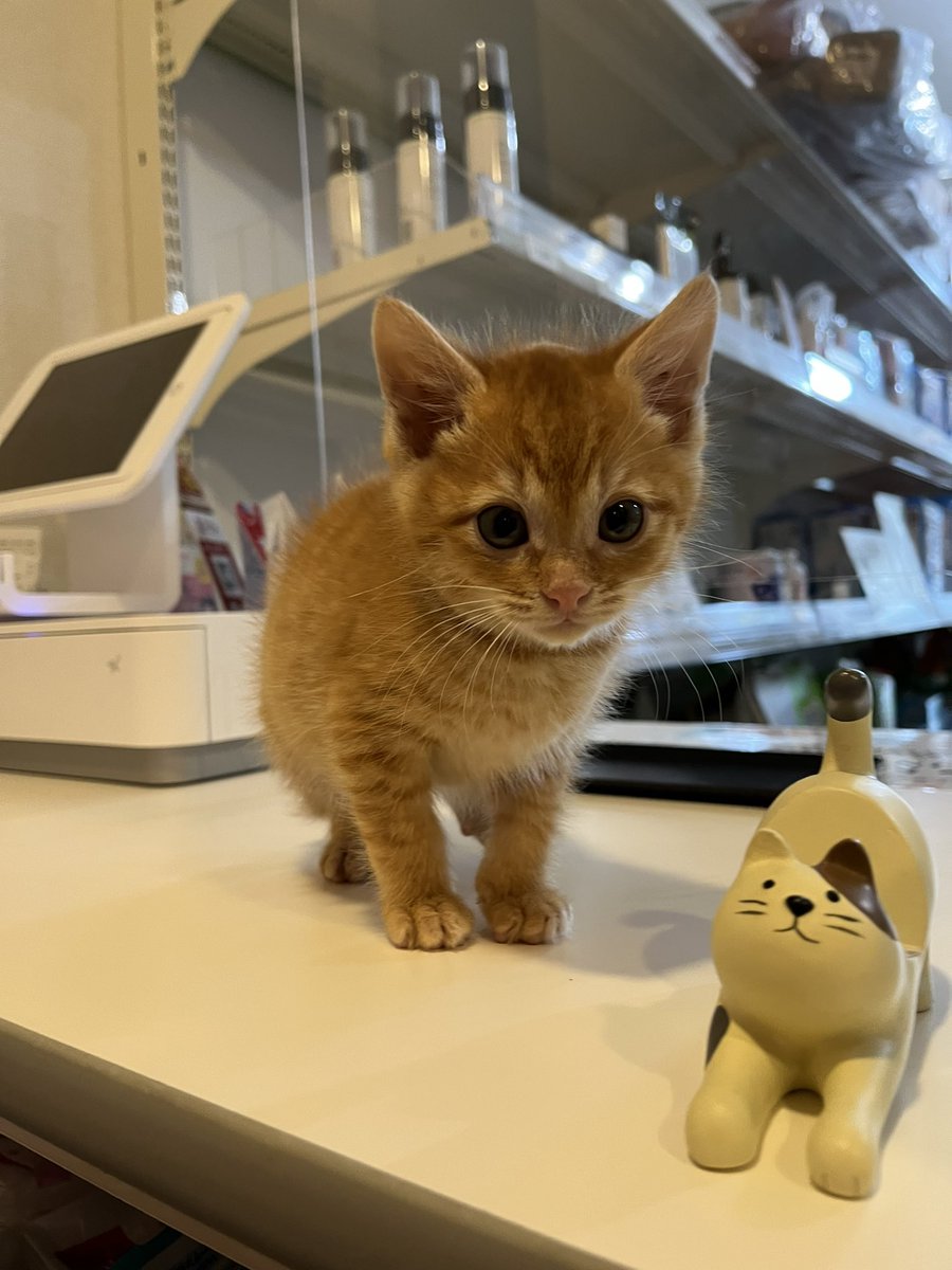 pet_ruff_ruff's tweet photo. 茶色の手足があおくん
白い手足がきいろちゃんです🐾
2匹とも生後推定3週間です〜
#三重県 #四日市 #保護猫 #茶トラ https://t.co/ftbiNcU3eE