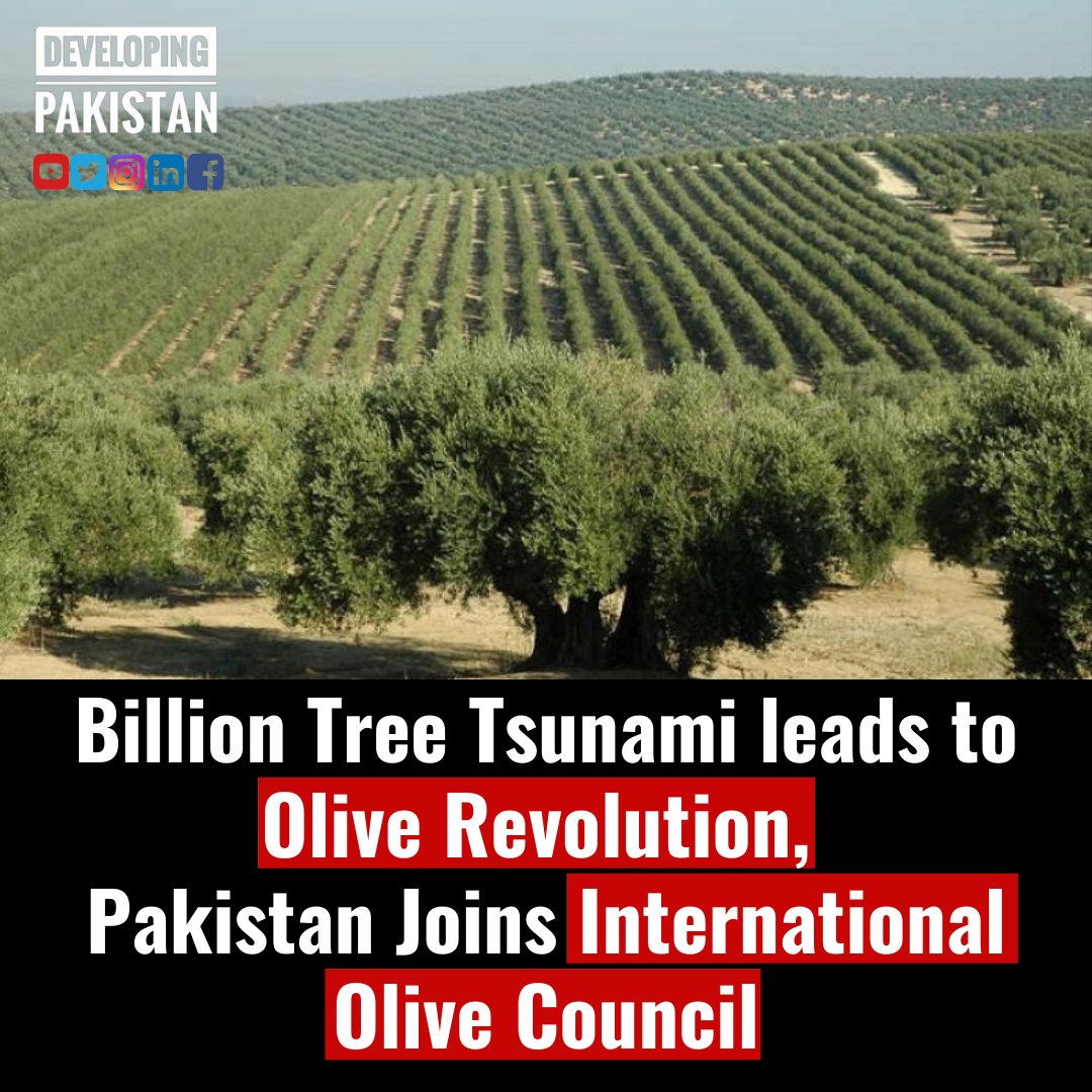 Pakistan's Ten Billion Tree Tsunami project launched in 2014 by the PTI govt has sparked a silent olive revolution in the country.  Pakistan, now the 19th member of the International Olive Council, is producing about 1,500 tons of olive oil per year and 830 tons of table olives, https://t.co/6GyooBmwIk