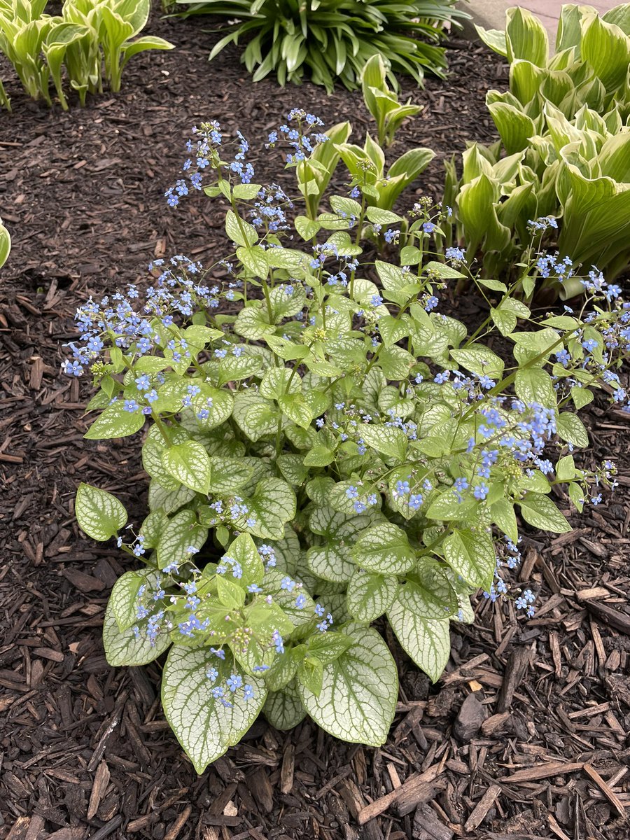 beeelizbth's tweet photo. Here's some pretty flowers on my walk to my car https://t.co/hHejRJXAZv
