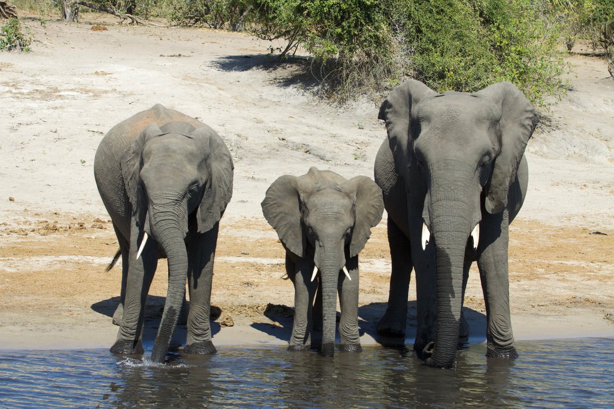 newselephant's tweet photo. #Zimbabwe: Massive transformation for Hwange National Park partner pumps in US$5 million #elephants https://t.co/ocmj2TyHvi https://t.co/nzQWReogO0