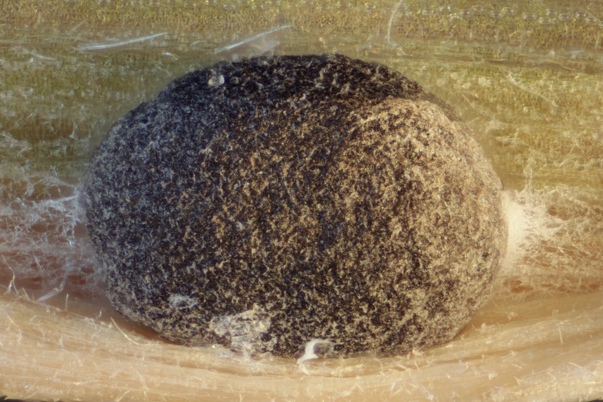 RPilze's tweet photo. Ceratorhiza rhizodes ex Holcus lanatus
#Ceratorhizarhizodes #Ceratorhiza #Holcus #Holcuslanatus #WolligesHoniggras #velvetgrass #Houlquelaineuse #mushroom #mushrooms #fungus #fungi #pilz #pilze #champignons #champignon #nature #natur https://t.co/8OPszqRNHU