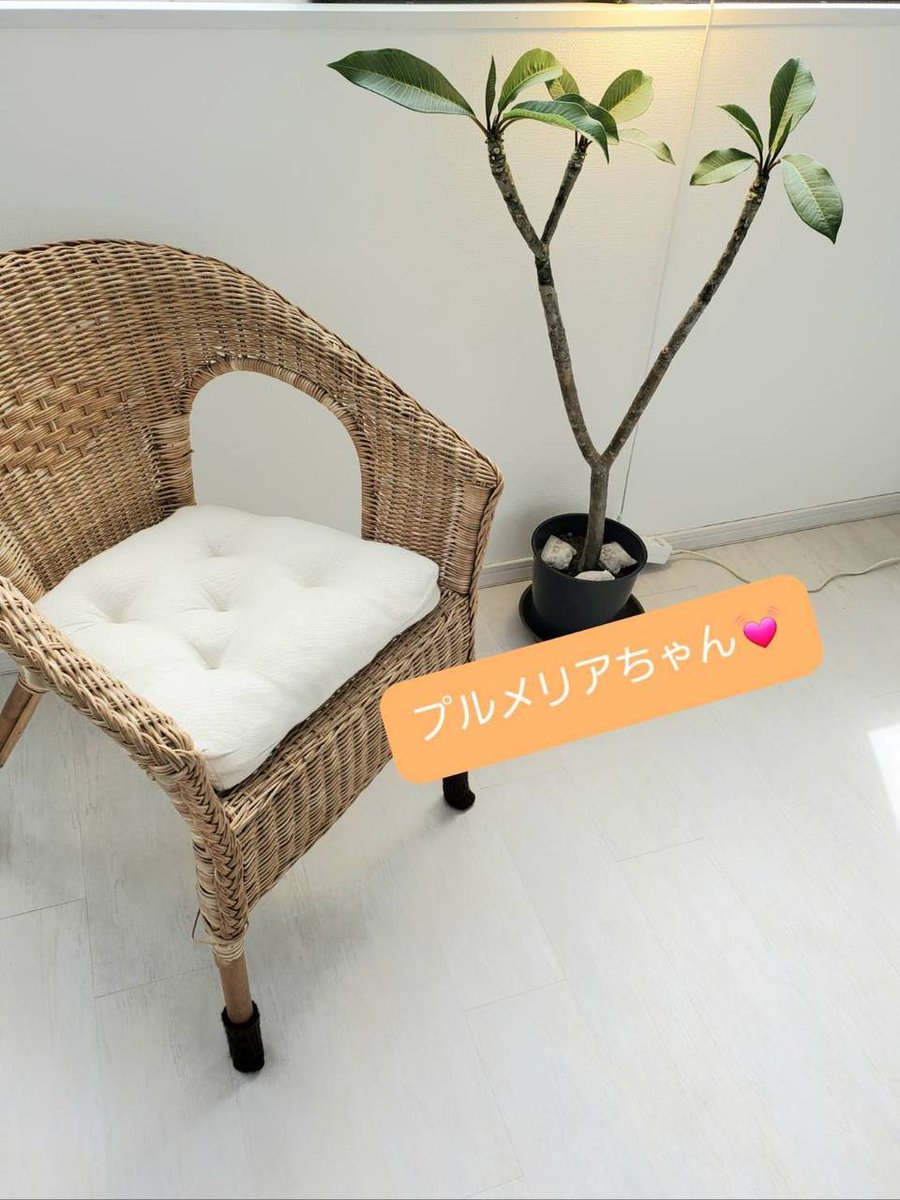 plumerista's tweet image. 新松戸店のプルメリアちゃんすくすく成長してます
今年は可愛いお花を咲かせてくれるかなぁ♪ 詳しくは 2su.jp/0MKr
