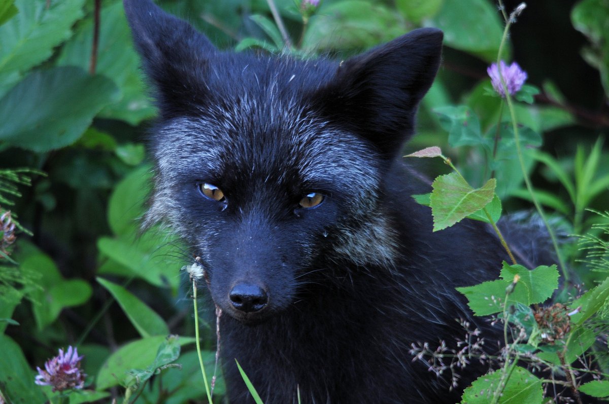 hourlyfoxes's tweet photo. HourlyFoxes presents: https://t.co/YV6T6hOyki