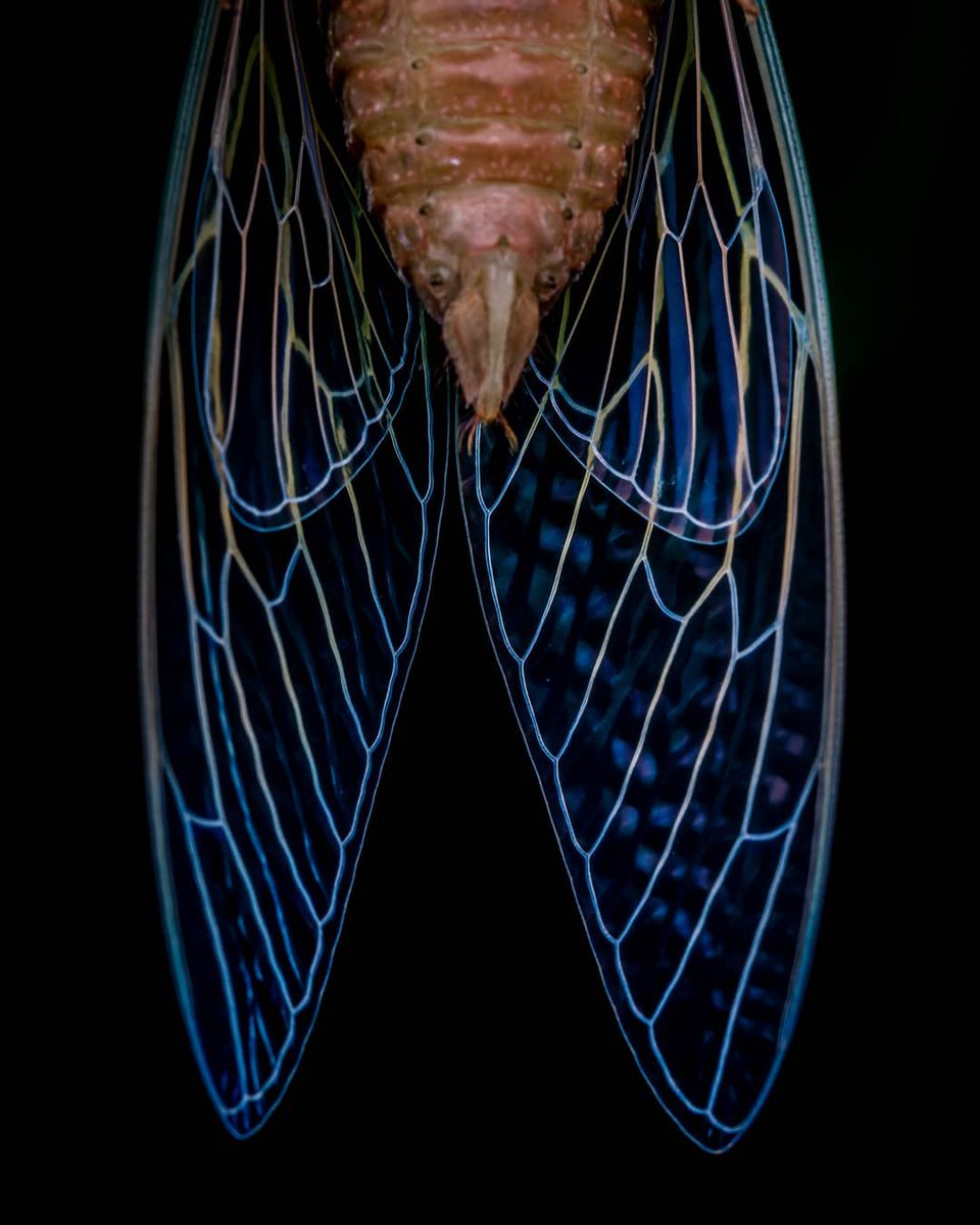 WCSIndia's tweet photo. A luminous start for the week! #Wings of a freshly emerged #cicada.
Image © Abhishek Salian.

#repost #insect #wildlife #animals #fauna #biodiversity #indianwildlife #nature #beauty #life #earth #ourplanet #lifeonearth #lifeonourplanet #imageoftheday #photooftheday #picoftheday https://t.co/QqaJ6PgZOl