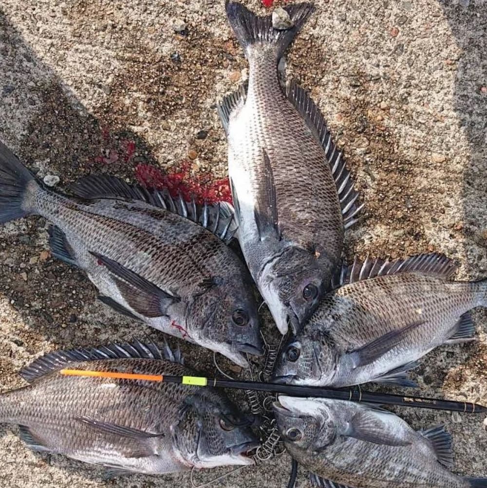 tohya_ds's tweet photo. 富山県の吉森佐久蔵様の釣果です!DP300-10が大活躍!
#遠矢うき
#遠矢ウキ
#DP300
#棒ウキ
#立ちウキ
#黒鯛
#チヌ https://t.co/pxcC9nO021