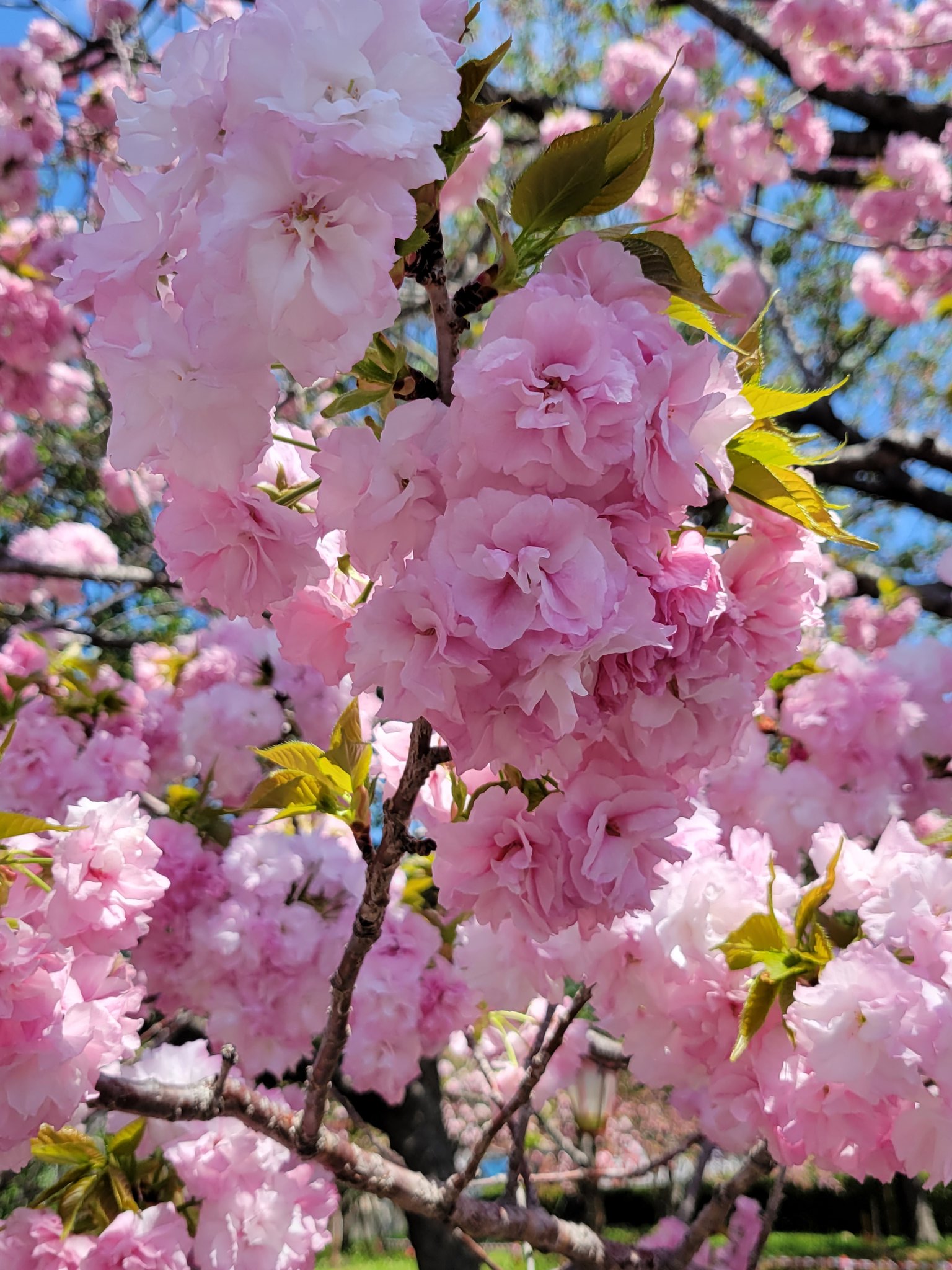 暦生活 今日の誕生花 ヤエザクラ 八重桜 花の日めくり 花言葉 才色兼備 八重咲きに花をつけるサクラの総称 奈良時代から愛されていました 開花時期はソメイヨシノより2週間ほど遅く 春爛漫の中で楽しめます 花びらは桜湯に 暦生活の