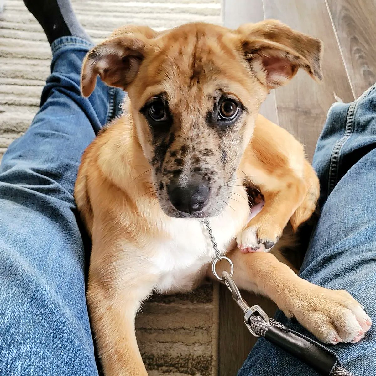 This may not be a big deal to some, but I have waited my entire life to have a dog. Today my life long dream has come true, thanks to my beautiful wife. 

#dogsoftwitter #dogdad #dog #catahoula #aussie #rescuedog #puppy