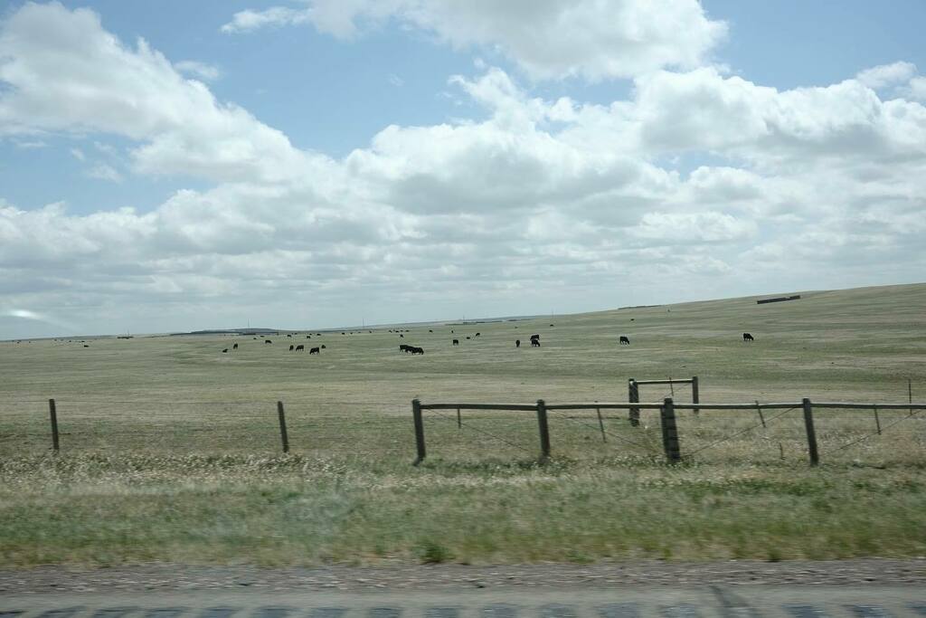 MorriganCora's tweet photo. 2022 / Fujifilm X100V
—
@fujifilmx_us
—
#fujifilm #fujifilmx100v #fujinon #fujilove #dailylife #photooftheday #notapro #roadtrip #travel #adventure #pasture #pastures #cows #rangefreecow #freerangecows #nebraska #wyoming . https://t.co/TN9ZNzmI3s https://t.co/Se2tS0jTK7