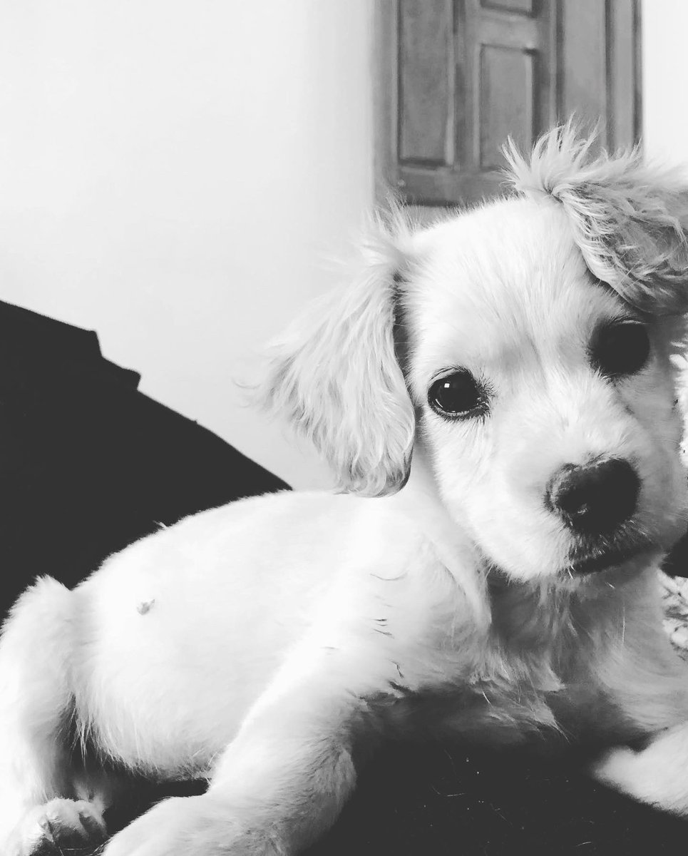 iancarlosmach's tweet photo. Hoy la vida me quito un gran amigo . Gracias por las lindas historias que vivimos, lo extrañare #PAPALETA 2019-2022 🐶😪 https://t.co/u5isXS9yy5