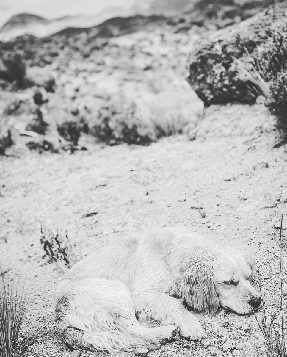 iancarlosmach's tweet photo. Hoy la vida me quito un gran amigo . Gracias por las lindas historias que vivimos, lo extrañare #PAPALETA 2019-2022 🐶😪 https://t.co/u5isXS9yy5