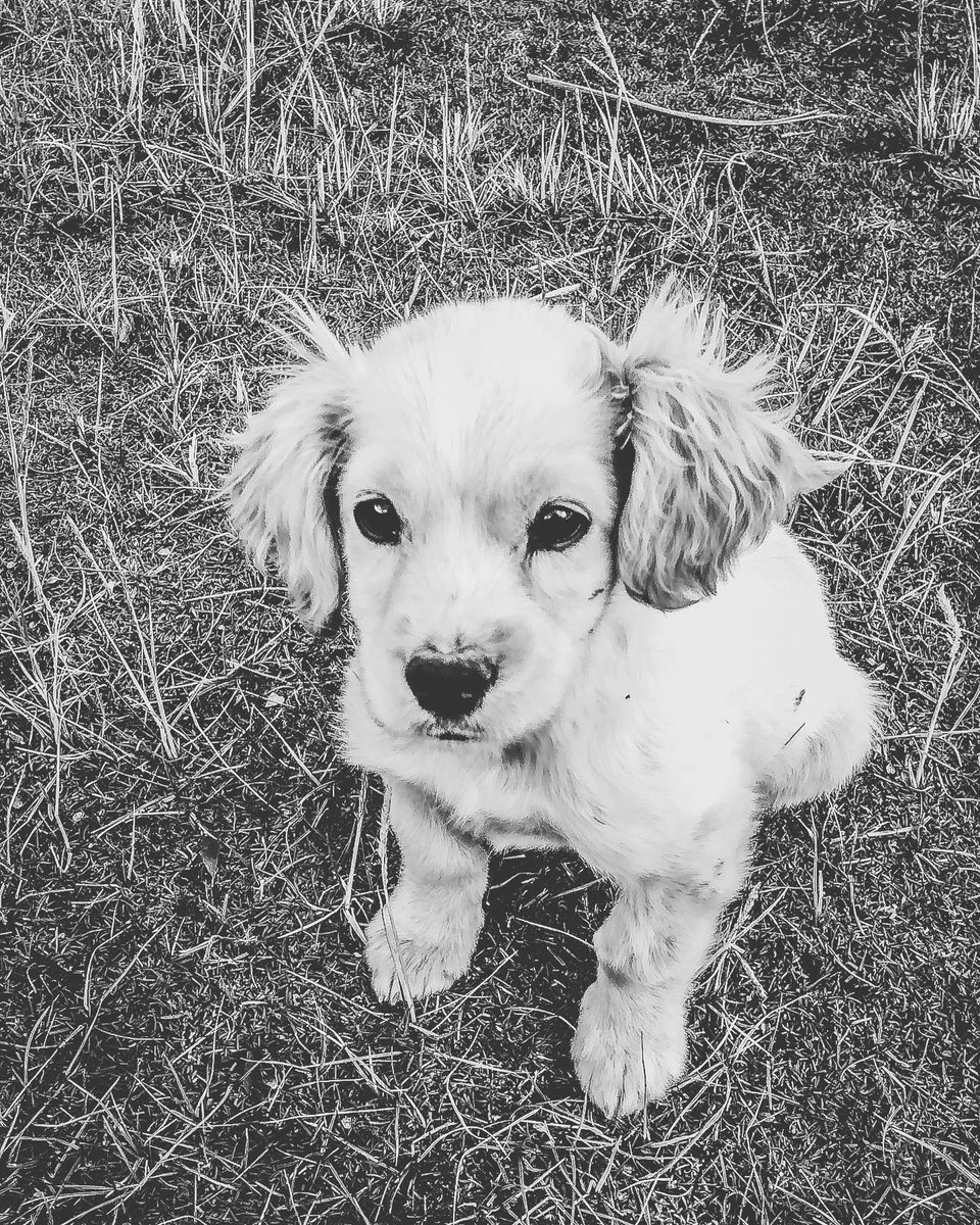iancarlosmach's tweet photo. Hoy la vida me quito un gran amigo . Gracias por las lindas historias que vivimos, lo extrañare #PAPALETA 2019-2022 🐶😪 https://t.co/u5isXS9yy5