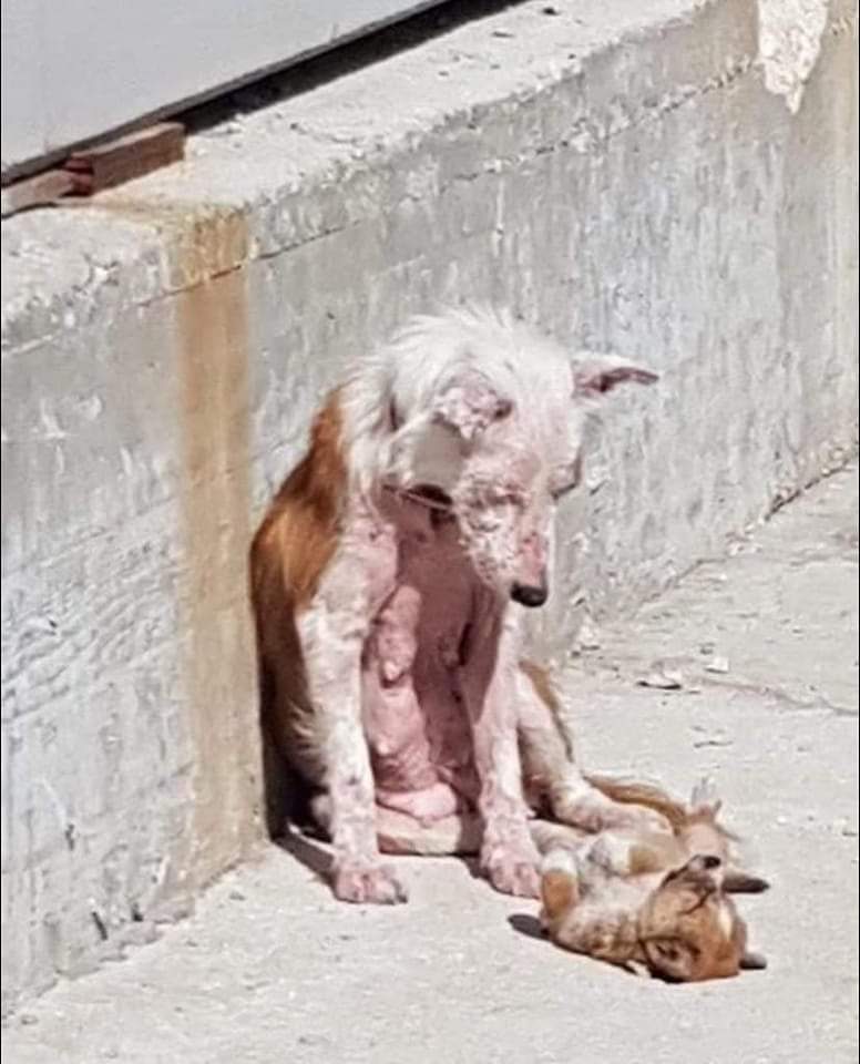 Impulso Pro Animal tweet media