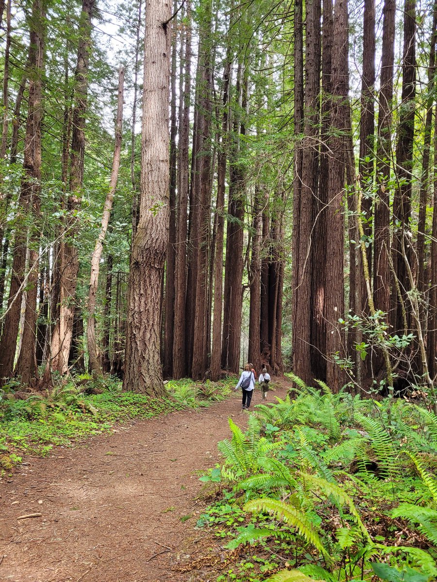 btac860's tweet photo. @2000Z28 Nice.  Similar today but greener in the redwoods. https://t.co/H0u9qlpZH5