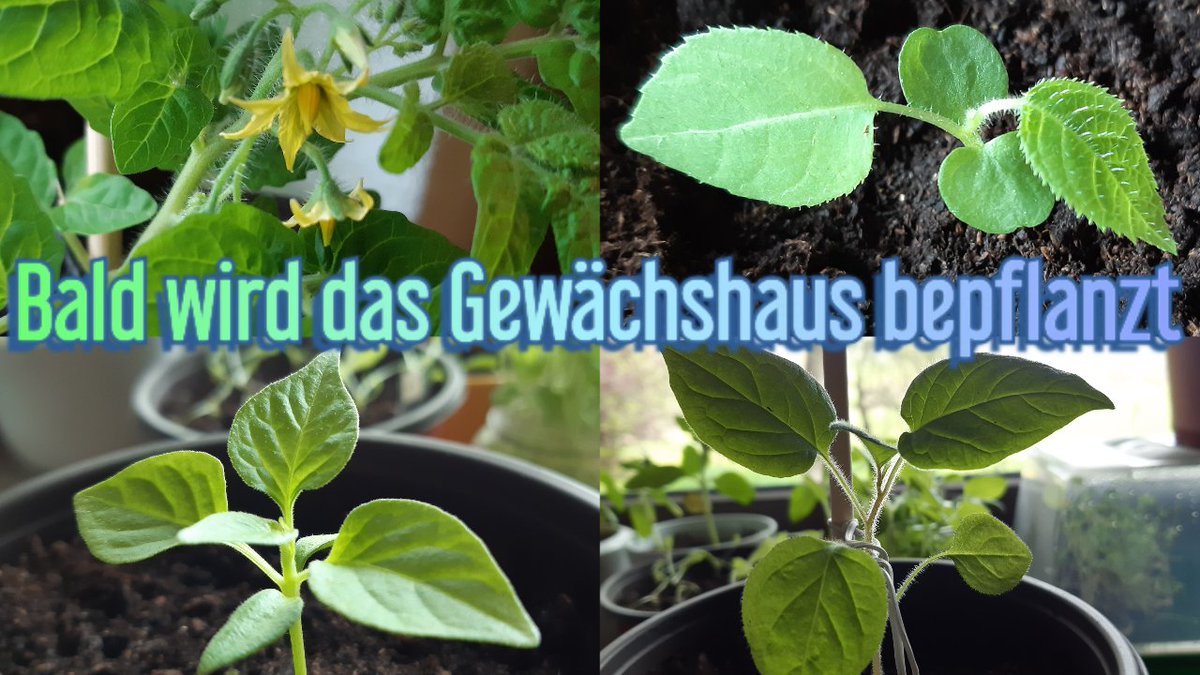 djbenfunk's tweet photo. Einen schönen Wochenstart Euch allen. 🌞
Hier nach, kommen die Tomaten ins Gewächshaus. ⬇️
https://t.co/LKizl2njVu
#Tomate #Physalis #Kiwi #Paprika #Cilli #YouTube #YouTuber #YouTubers #benediktklem @UnderratedSupp2 @YTVoegelchen @Rts_crazyplay #GermanMediaRT
F https://t.co/8obHs2tFbW