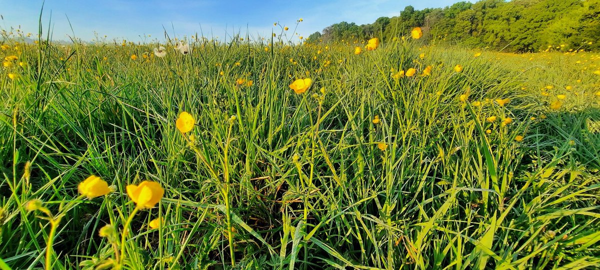 akajools's tweet image. Beautiful   Buttercups xx