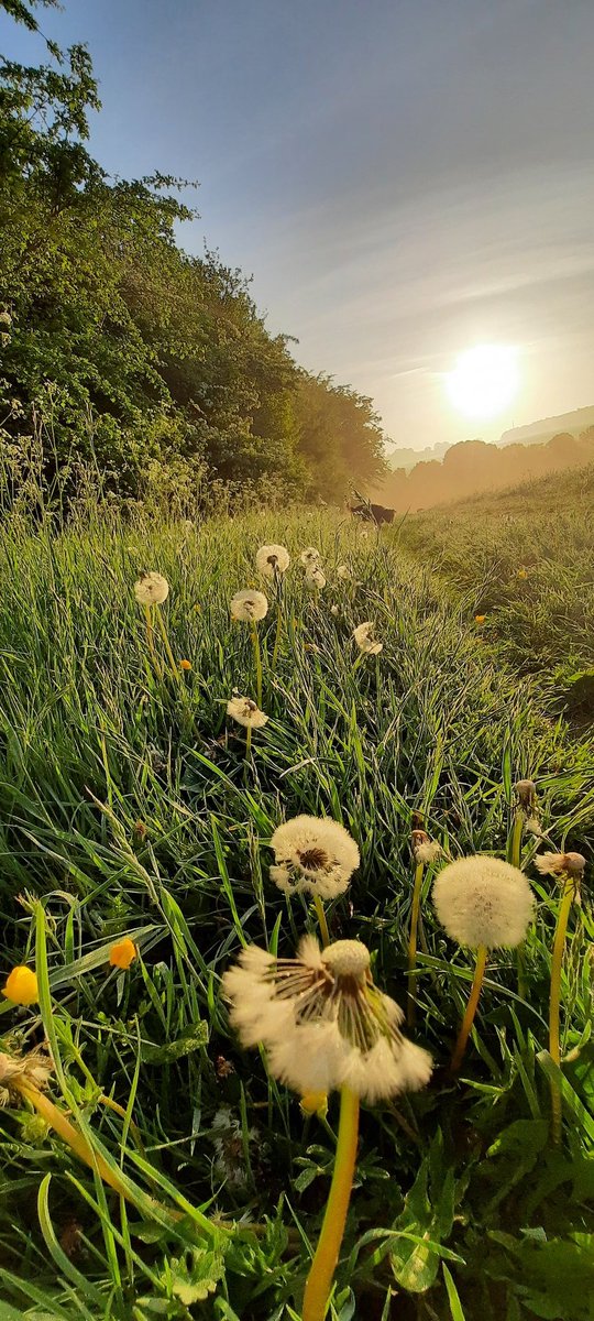 akajools's tweet image. Beautiful   Buttercups xx