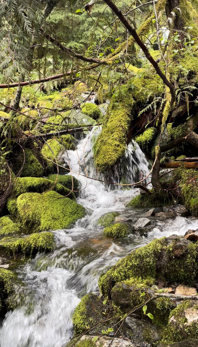 ChandiniB's tweet photo. The Teneriffe Falls took my breath away. 🌊
I loved the idea of hiking but I was apprehensive about getting started. Turns out all you need is to start easy with a couple of friends and work your way up! (pun intended)
#PNW #Washington #TeneriffeFalls #Hike2 🥾 https://t.co/OGCLW1fUrD