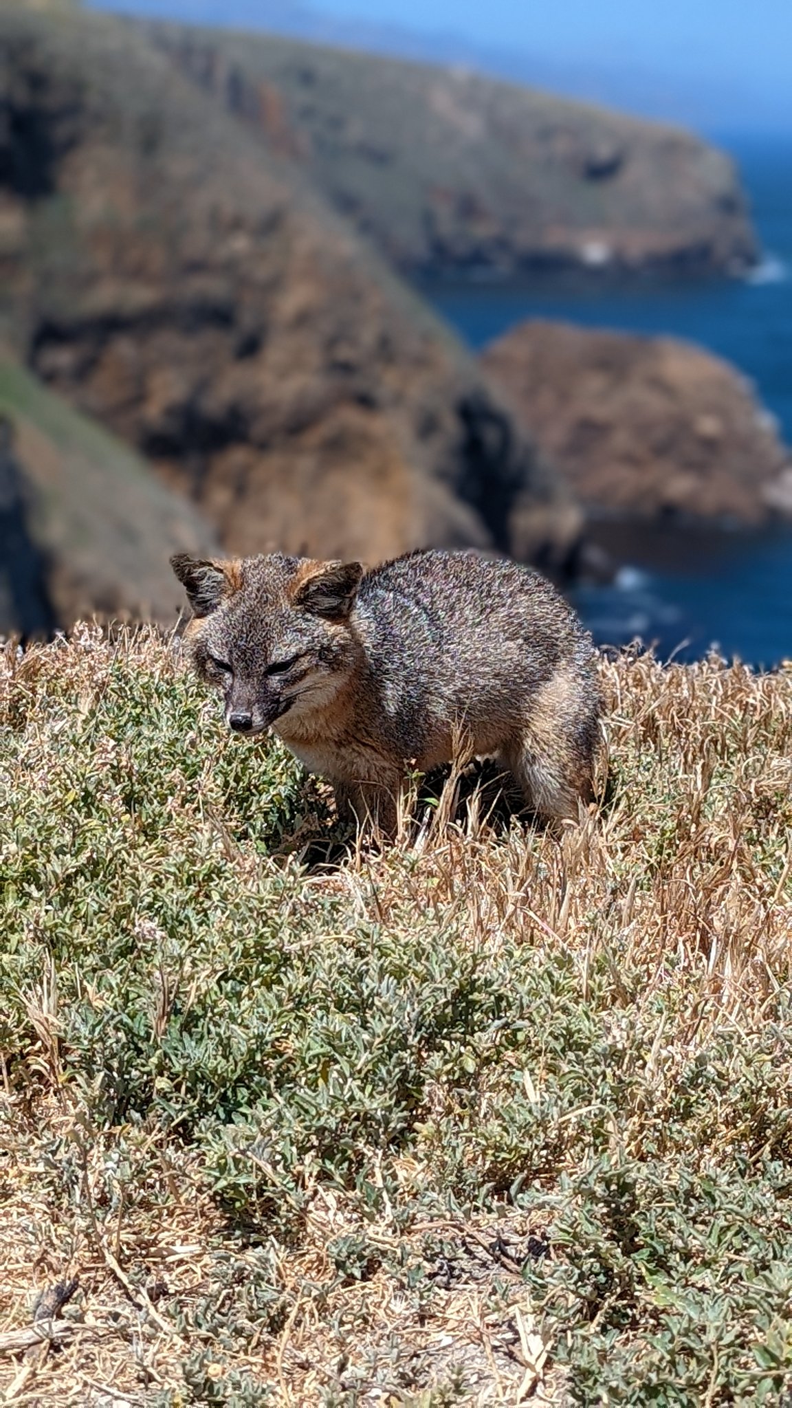 Passport & Plates on Twitter "This is a 4 lb island fox from The