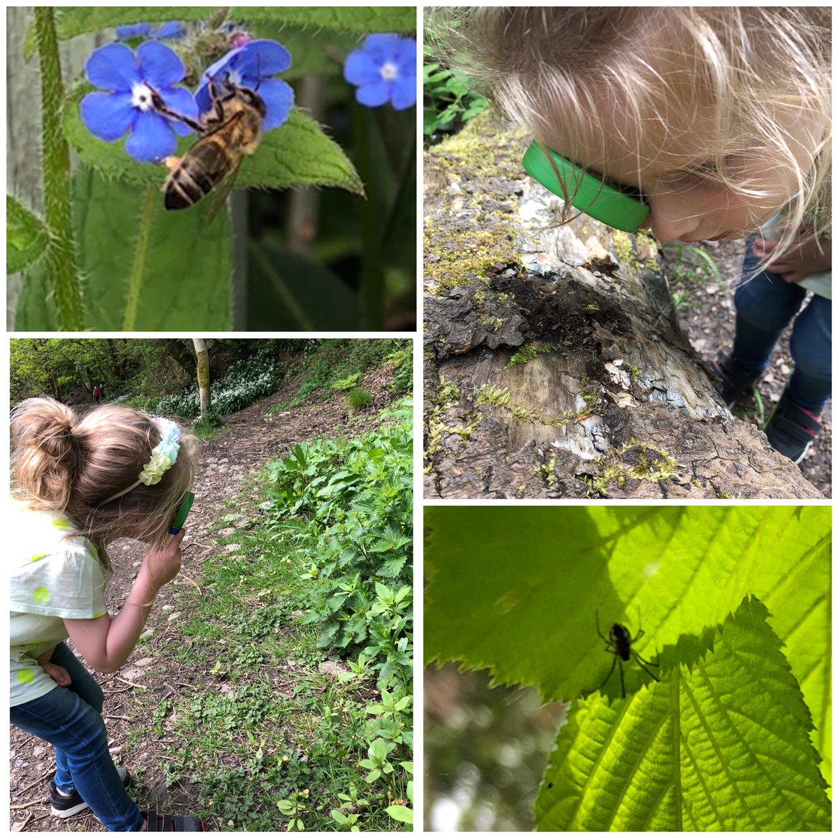 LauraRMurray85's tweet photo. Homework challenge - Minibeast Hunt ✔️😊 @PeelParkEYFS @PeelParkClass2 https://t.co/brqctL5cbA