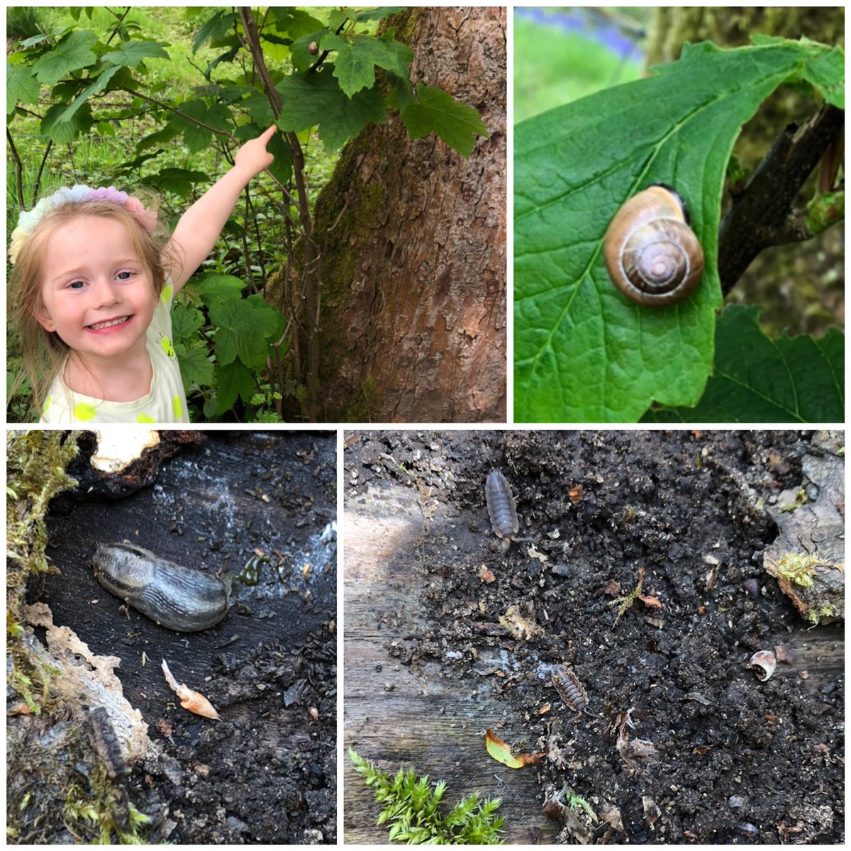 LauraRMurray85's tweet photo. Homework challenge - Minibeast Hunt ✔️😊 @PeelParkEYFS @PeelParkClass2 https://t.co/brqctL5cbA