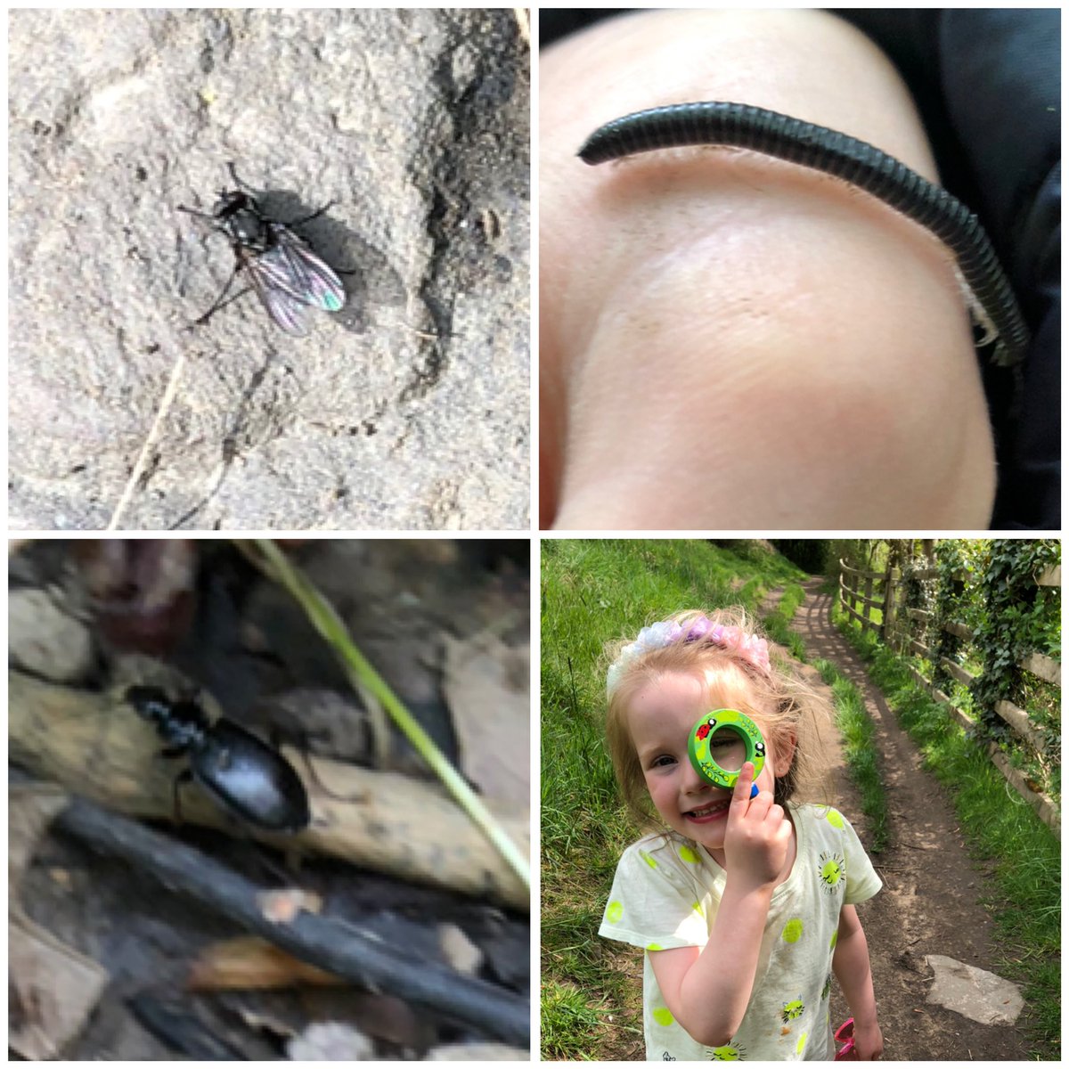 LauraRMurray85's tweet photo. Homework challenge - Minibeast Hunt ✔️😊 @PeelParkEYFS @PeelParkClass2 https://t.co/brqctL5cbA
