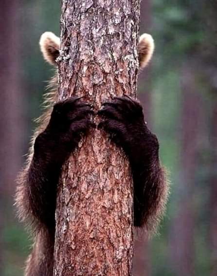 maryjane2374's tweet photo. Morning - I can't do it, I'm hiding!
#mondaymorning #bringmetea https://t.co/Fp8ywNbnkq