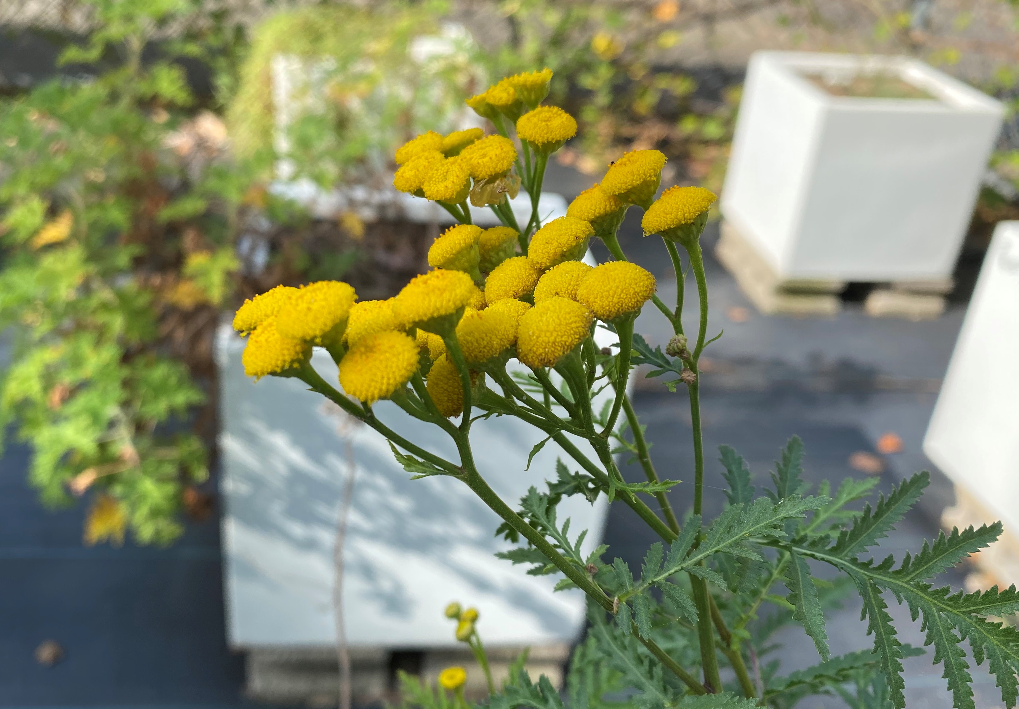 Hari Devkota Tanacetum Vulgare L Asteraceae Tansy ヨモギギク タンジー Inpst Npmnd T Co Dargmq2t0k Twitter