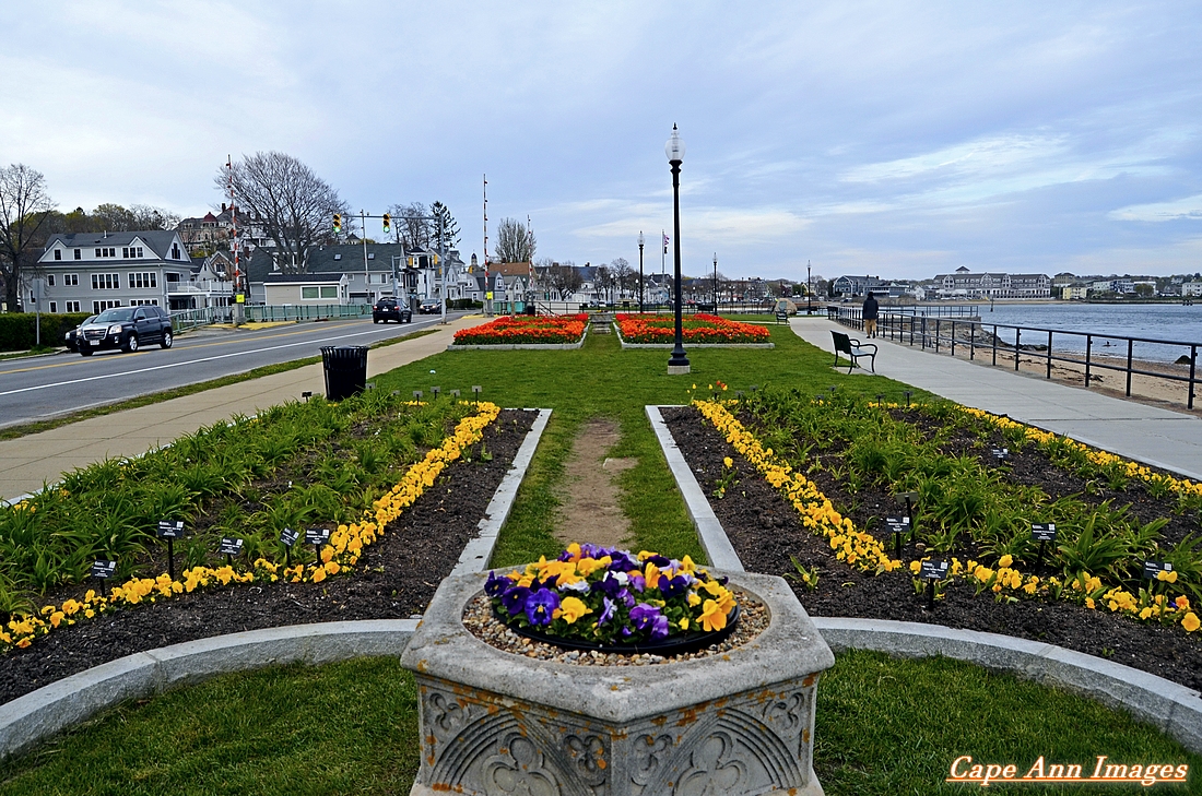 Cape Ann Images: Flowers! capeannimages.blogspot.com/2022/05/flower…