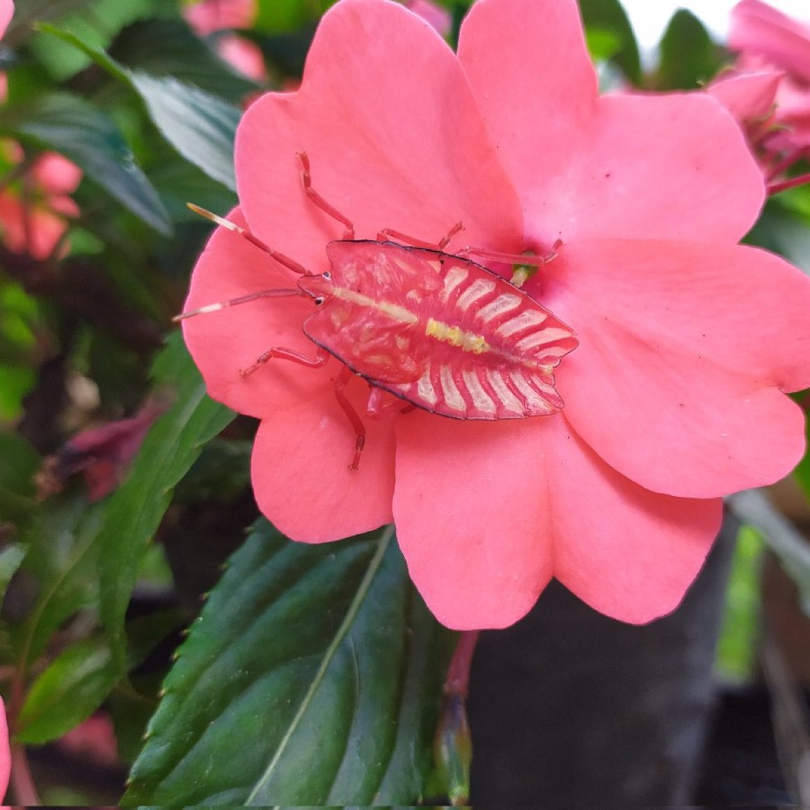 ApuntesCiencia's tweet photo. ¡#HolaCiencia! Las ninfas jóvenes de Eurostus validus, una #chinche de escudo, son rosadas para mimetizarse entre las flores, al crecer se tornan verdes para confundirse con tallos y hojas y los imagos (adultos) son más oscuros • #FotoCiencia 1 y 2 @BhimChettri17, 3 虫趣汇 🛡🌸 https://t.co/CUuTHh9juN