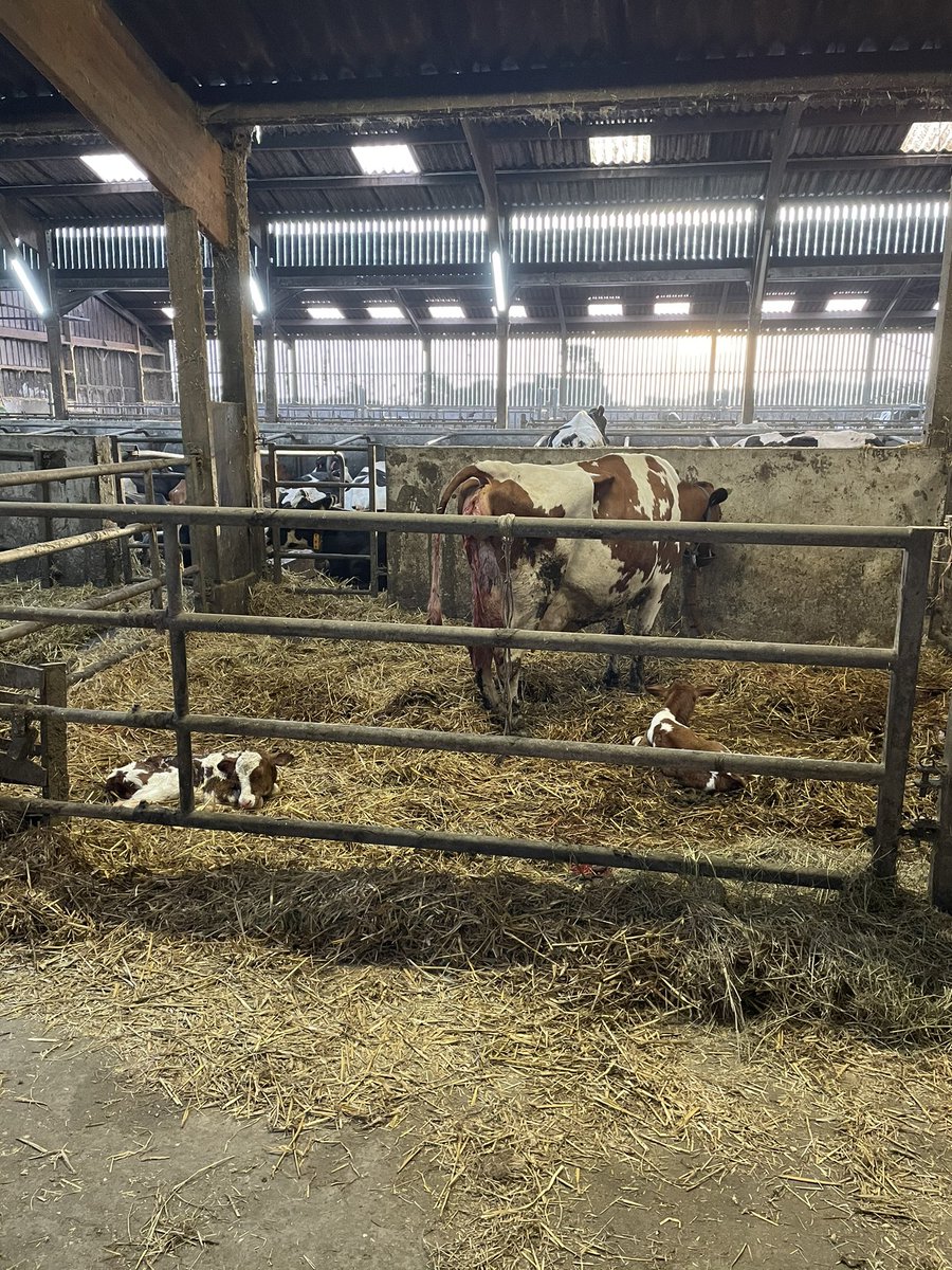 Surprise du matin des jumeaux mais comme par hasard mâle femelle , l’essentiel c’est que la maman se porte bien 😁