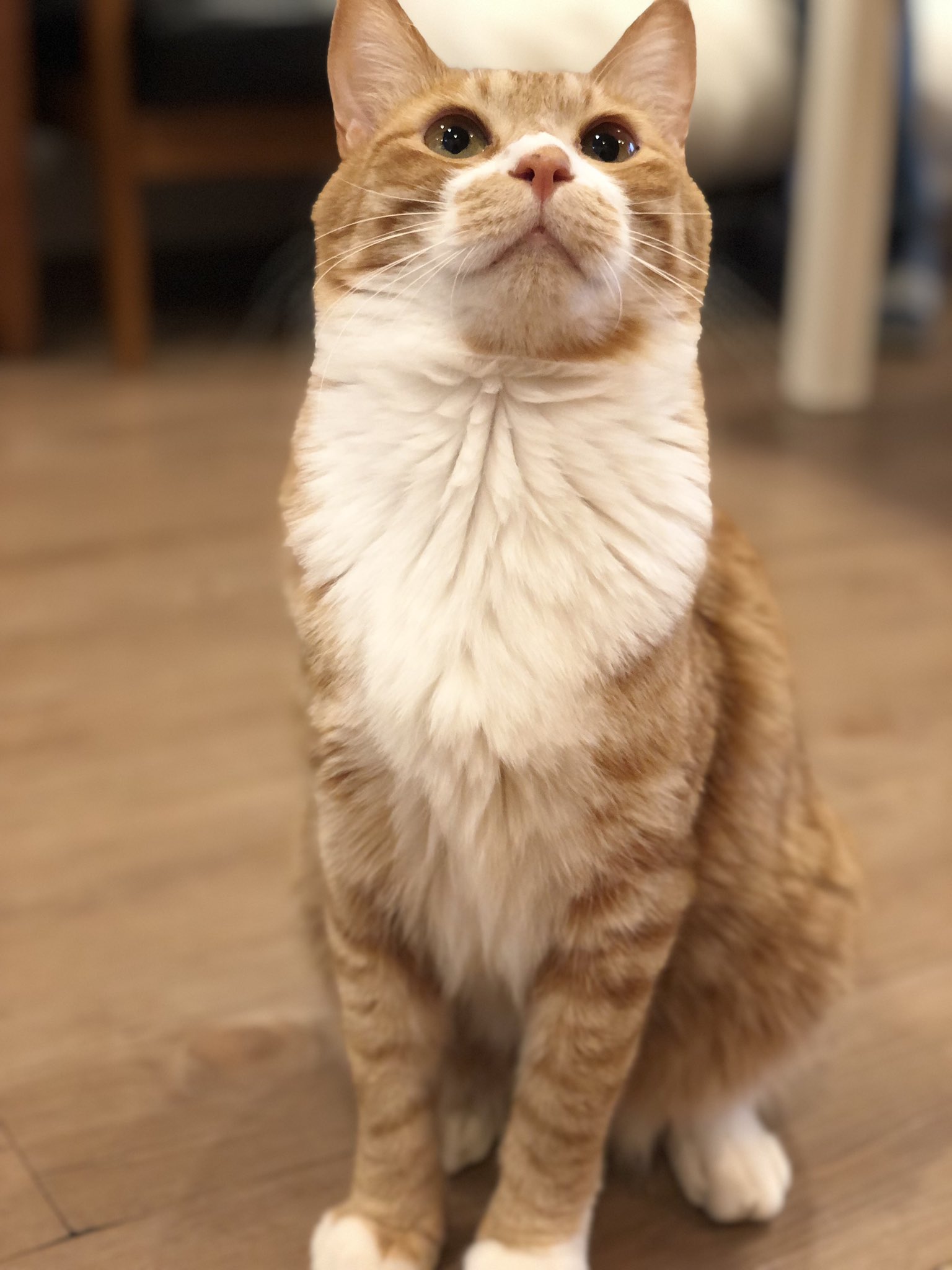 猫カフェtango 隠れてることが多いいなりですが遊んでくれることもたまにあります 保護猫カフェ 保護猫 猫カフェ 猫のいる暮らし 猫画像 茶トラ猫 ねこ Cat かわいい 京都 西院 猫カフェtango T Co Icglypziyh Twitter