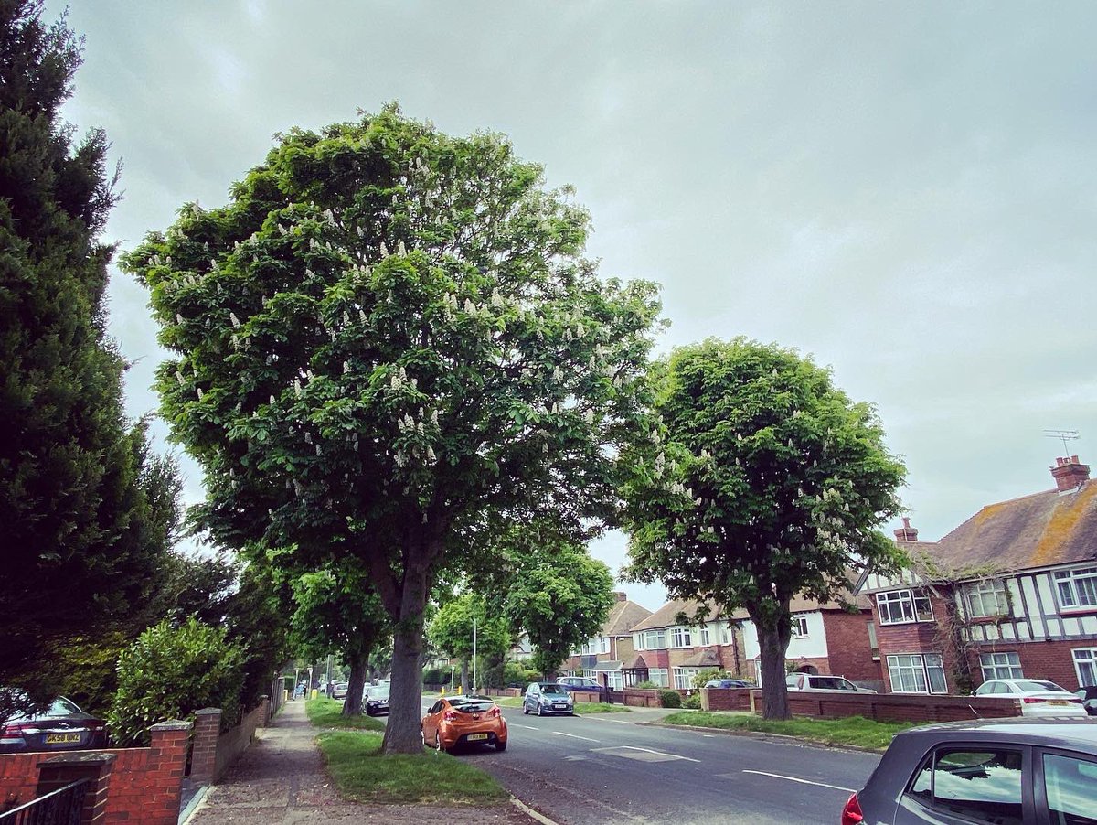 thanettrees's tweet photo. A glorious Avenue of mature horse chestnuts in bloom. If only we had more of these in Thanet!
.
#horsechestnut #avenueoftrees #margate #hartsdownacademy #lovehedges #hedge #hartsdown #margatekids #margatechildren #lovemargate #margatekent #garlinge #saveourtrees #margate https://t.co/fhNhNdcp9L