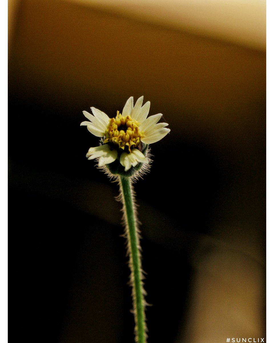 sundarmercury's tweet photo. Tridax daisy..๐ผ๐
#sunclix
#canonphotography #Canon
#NaturePhotography
#PhotoOfTheDay #flora
#Flowers #PhotoHour https://t.co/0d9xv2qwOb