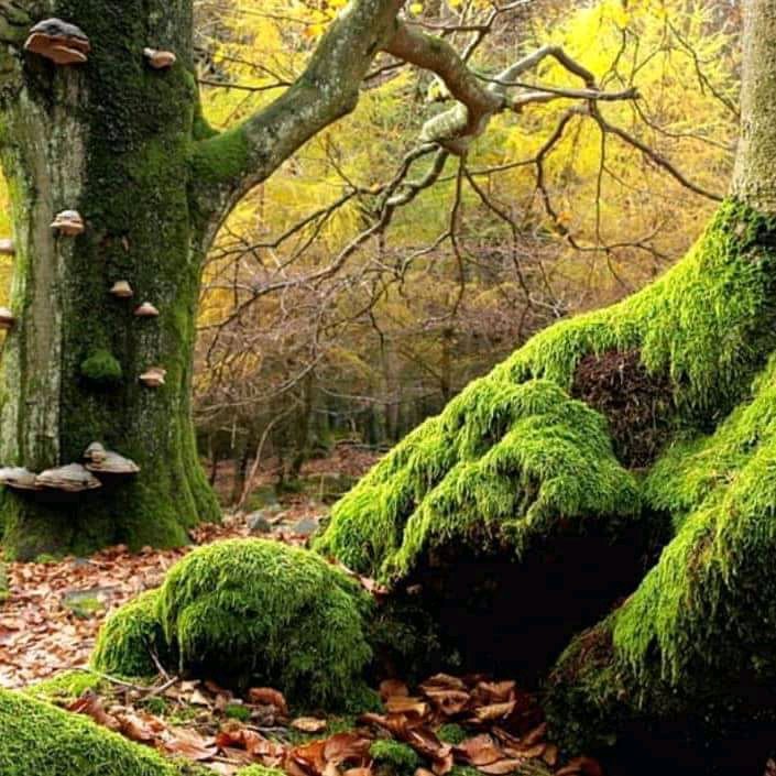 Ethical Soul tweet media