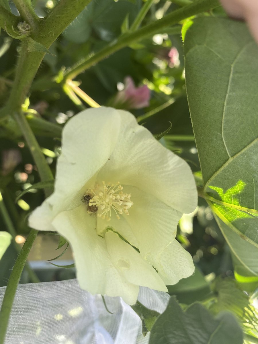 Does Spodoptera litura larvae flower feeding cause fruit loss? We’ll find out in 7 days! 90 reps and copped just as many locust to the head during set up! 🐛🦗<a href="/CottonResearch/">CRDC</a> <a href="/CottonInfoAust/">CottonInfo</a> @DAFQld #northerncotton #spodhunt