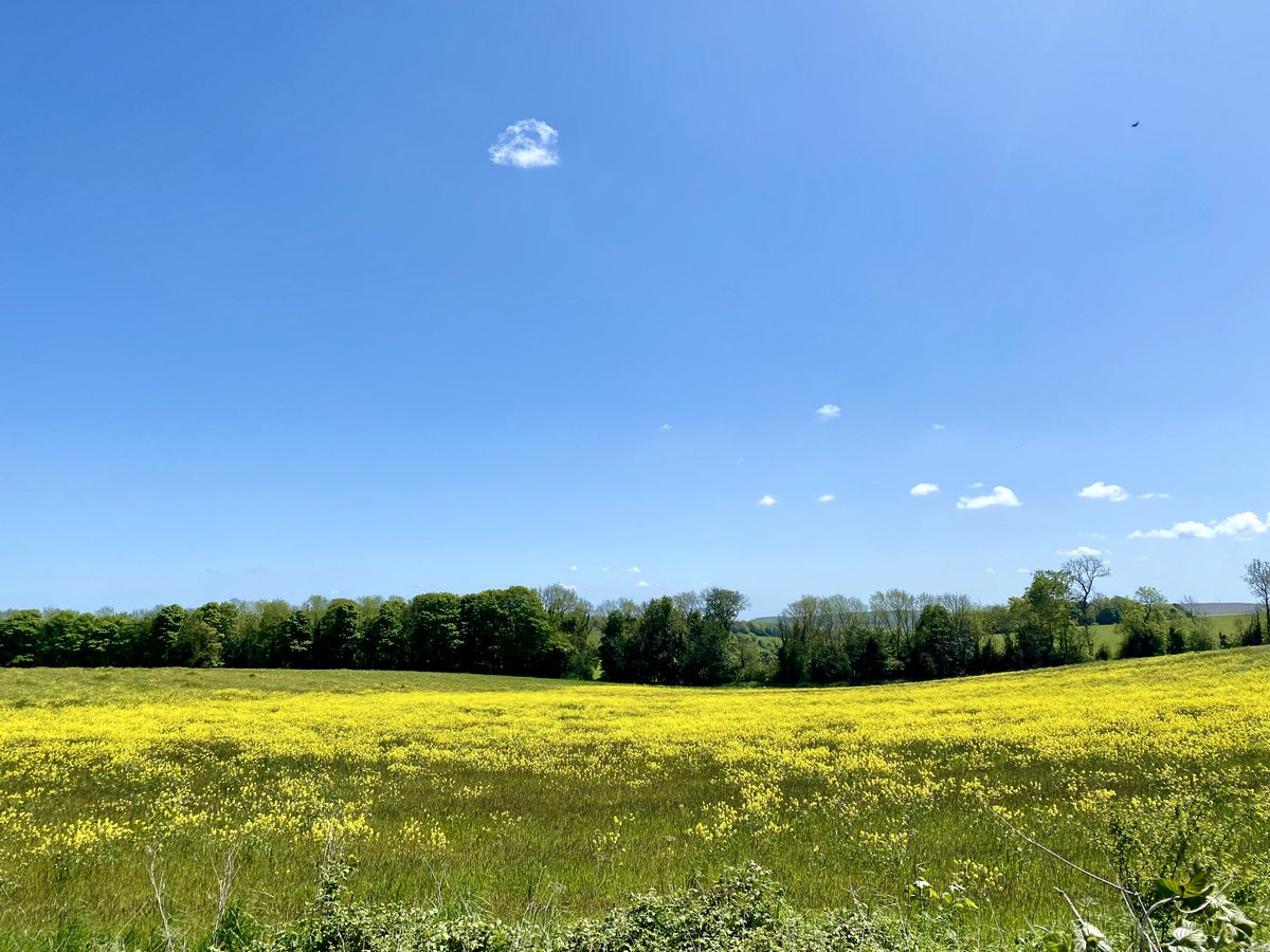 Few pics from Sunday's stroll on the Downs. So much nature exploding into life &amp; colour. Pockets of bluebells, wood anemones, very active skylarks, variety of finches, buzzard, plus plenty of butterflies (incl. silver-washed fritillary, comma &amp; painted lady). #SouthDowns #Sussex