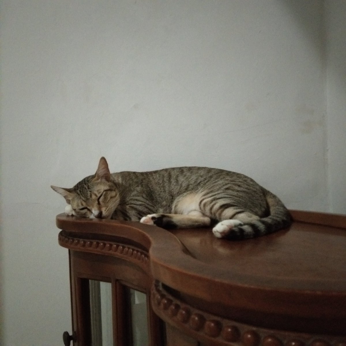 kucingkarina's tweet photo. Santuy #cat #catlover #kucing
#UnsubscribePodcastCorbuzier https://t.co/mEBIpwP2ly