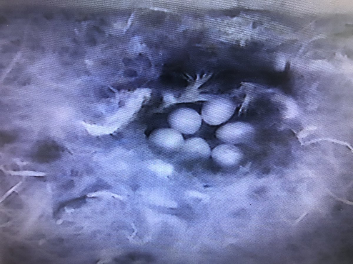 kirtonskeldyke's tweet photo. Day 19, new camera installed, and at least 6 eggs can be seen. Many thanks to @GreenFeathersUK for your speedy delivery and excellent product. #BirdBoxCam https://t.co/UbYjNRXmWo