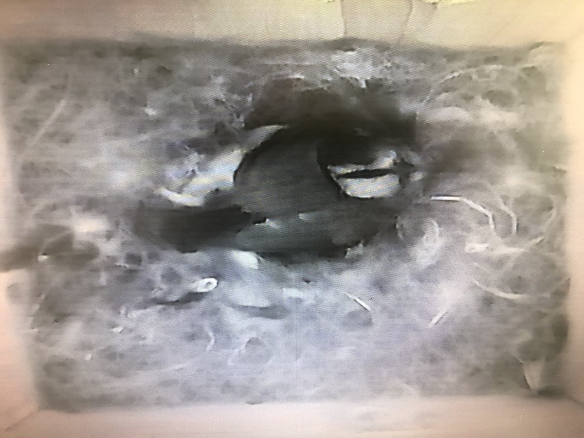 kirtonskeldyke's tweet photo. Day 19, new camera installed, and at least 6 eggs can be seen. Many thanks to @GreenFeathersUK for your speedy delivery and excellent product. #BirdBoxCam https://t.co/UbYjNRXmWo