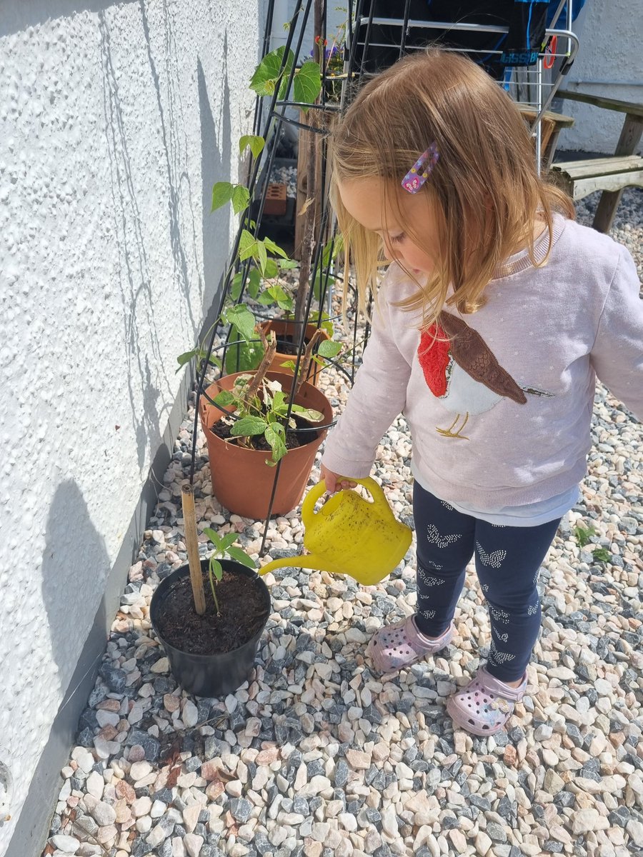 Rachel02336688's tweet photo. #repotted #watering #sunflowercomp @s_polegate Ivy has been loving watching her plant grow. https://t.co/zIST9D2mPl