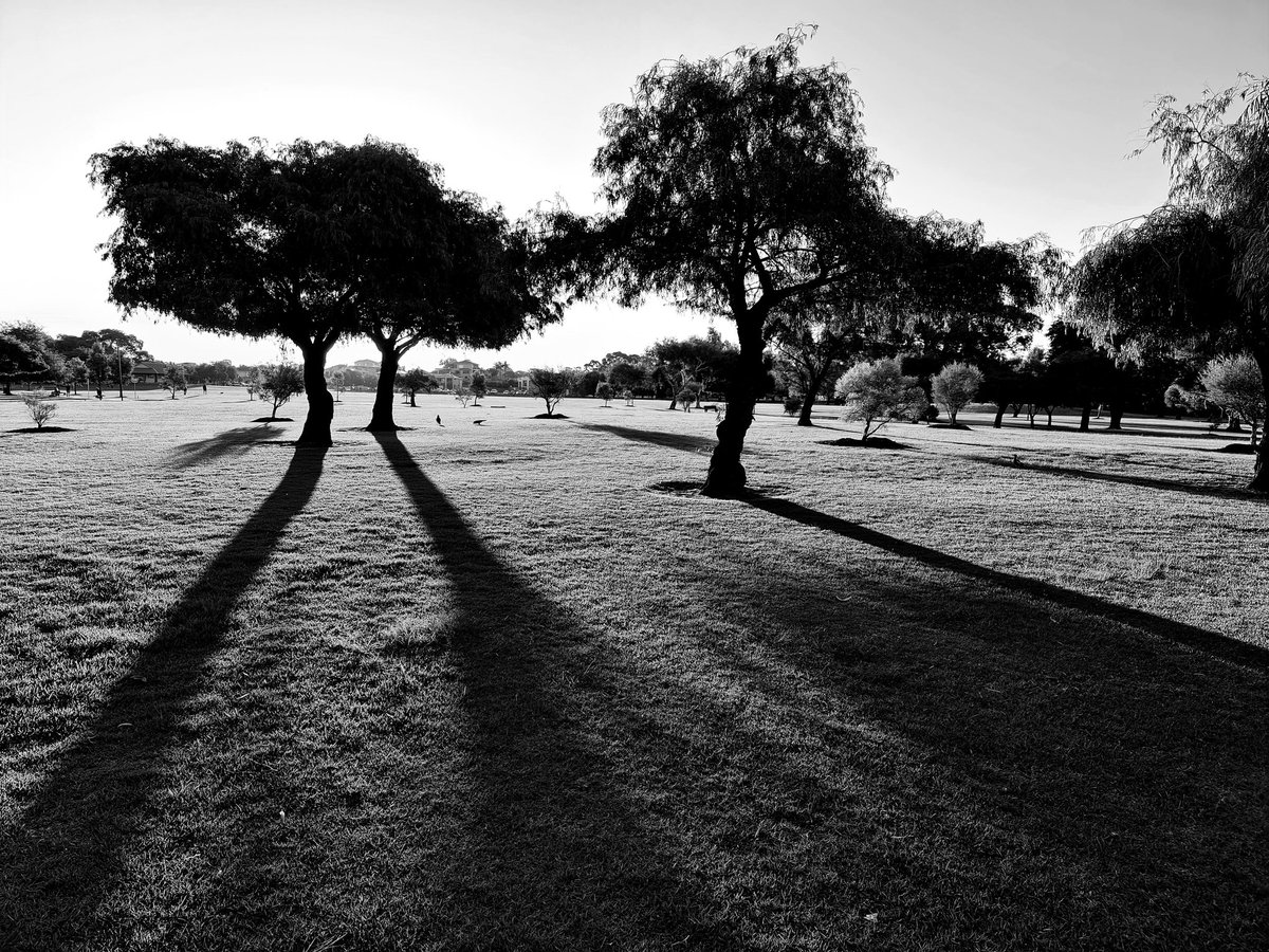 Planographer's tweet photo. #InTheShadows
#ShadowTree
#Autumn #Sunset
#Perth
#Baysie https://t.co/EXB0iXOS3x