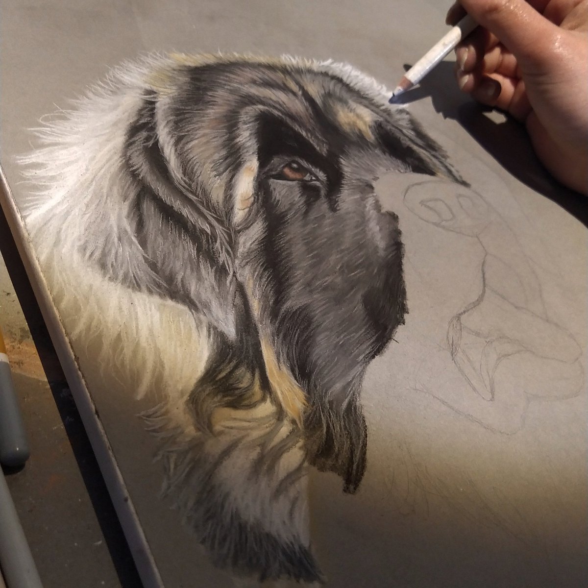 KimLouve's tweet photo. Déjà 6h de travail pour un début de Leonberg au pastel sec sur format A3.
#leonberg #leonberger #leonbergdog #chienstagramsgram #chienstagram #art #artistsoninstagram #animallovers #artistoninstagram #artistic #artislife #dogstagram #doglife🐾 #dessinateur #dessincrayon #dessin https://t.co/ZbL1wmWSPH