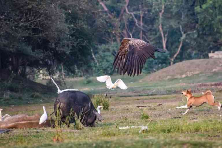 scroll_in's tweet photo. Dogs have an acute sense of smell and they avoid a carcass laced with pesticide, while the vultures feed on them and die.

Sachin Ranade, a scientist, said that the Chaygaon incident had led to highest casualty of vultures from a single incident in Assam https://t.co/eGbqhAXpyu https://t.co/6abOdKNCmd
