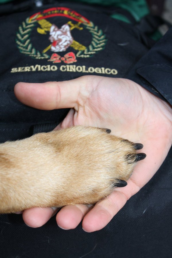 guardiacivil's tweet photo. #BuenosDías
Saludos desde la Escuela de Perros del #ServicioCinológico de #GC062
El trabajo matutino de adiestramiento no tiene tregua.  Para empezar a darlo todo siempre empezamos con un choque fraternal de pata y mano.

#FelizSemana https://t.co/yfCImxvESu
