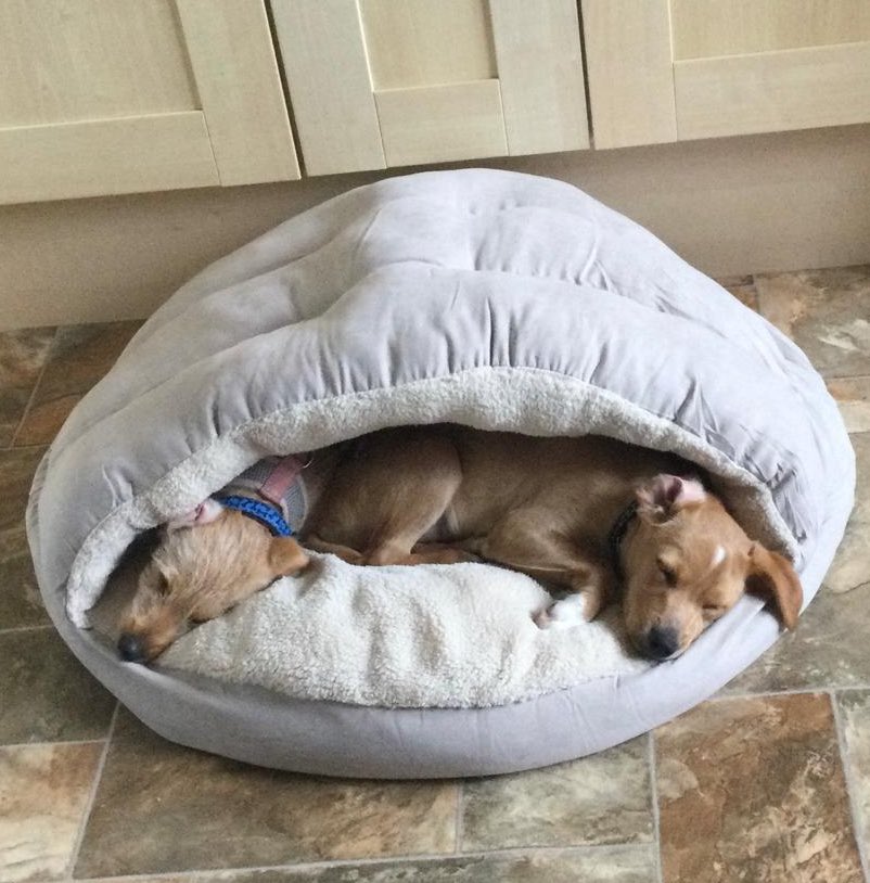 Grandma Kaz has two new arrivals, Bobbie and Biscuit. She found them discarded in a bin in Spain, got them rescued and they have finally arrived in the UK. #dogs
