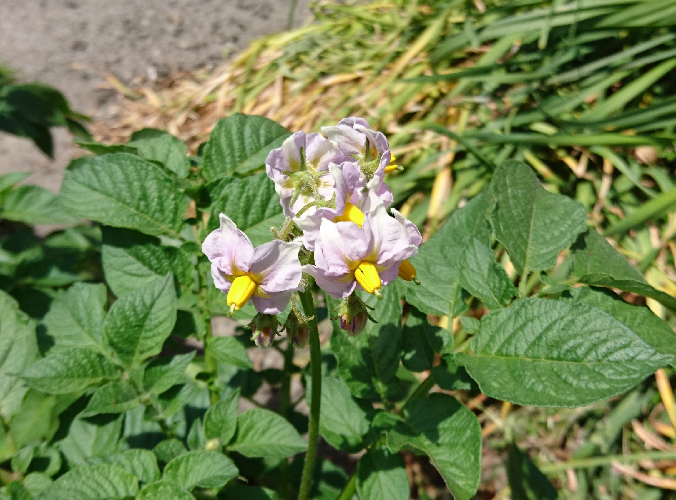 おおざる ジャガイモの花 栽培方法を調べると 摘んだ方がいい イモの養分が取られる 摘まなくてもいい イモの大きさにほとんど影響ない 切り口から病気が感染する危険性が増す の両方の記述がある 最近は花が咲かなかったり