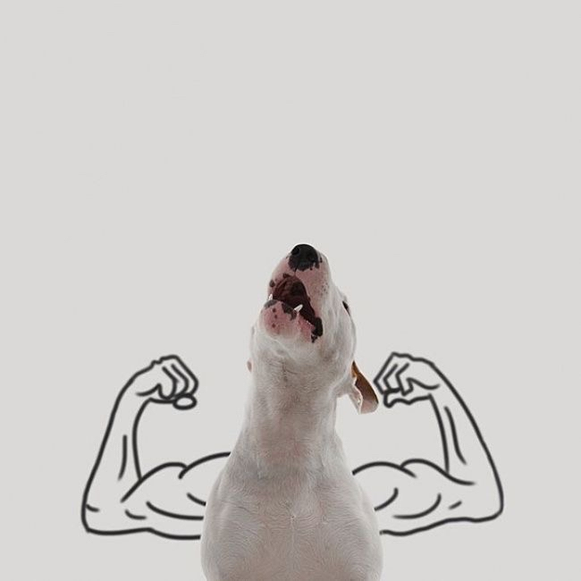 JustDionne_'s tweet photo. Our community absolutely cracks me up! 😂

@Dogami Fam is killing it with the memes and artwork! 🐾🐾

Keep it up guys! 🚀

➡️https://t.co/kq4UTV5kuV 

#dogafam #dogamemes #XTZ #nfts https://t.co/8zyTwY8xiy