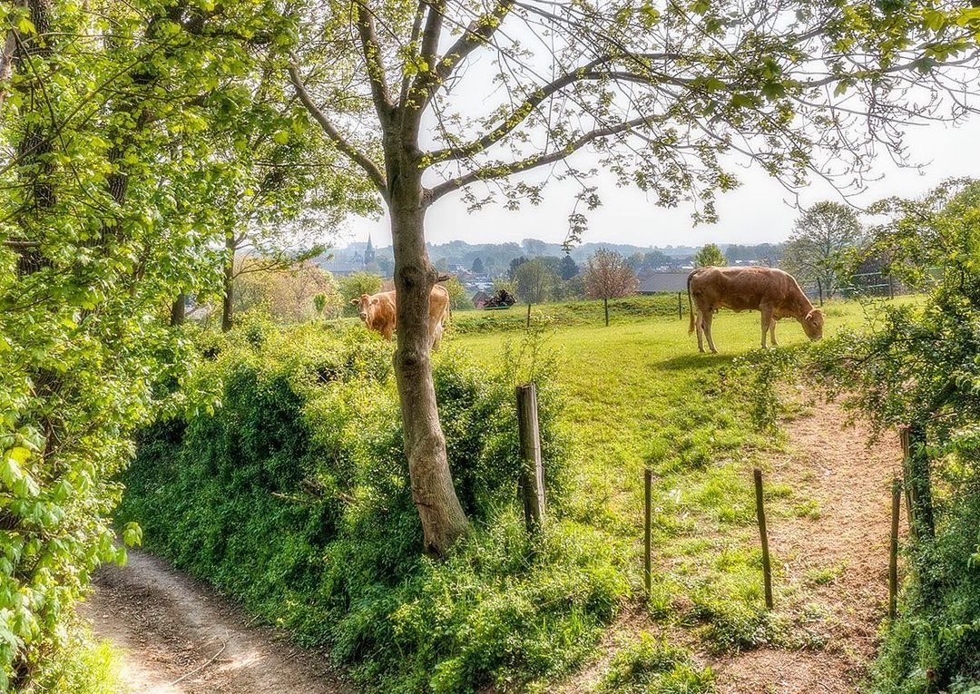 magnifiekZL's tweet photo. Kijk en geniet mee, Zuid-Limburg is magnifiek. Of tweet zelf een foto, de mooiste foto’s plaatsen wij hier, op Insta en FB.
1) Maak een foto (landschap, kasteel, natuur, dorp);
2) Tweet de foto en voeg toe: @magnifiekZL;
3) Wij retweeten de foto’s.
(deze tweet mag u retweeten👍) https://t.co/RAbFbOWfX1