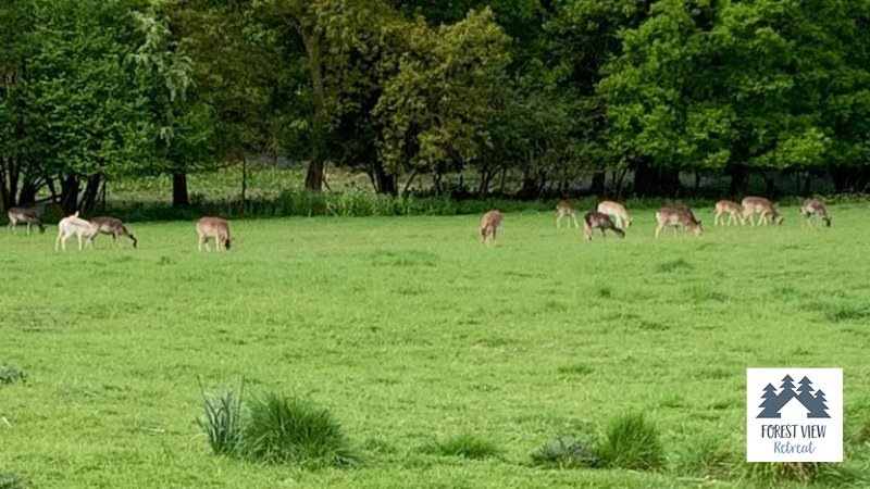 Our “girls” from the balcony of Bluebell Lodge this morning 🥰🥰

Book via our website at logcabinholidaysuk.com or call us on 01299 266 525. 

#forestviewretreat #logcabinholidays #romanticbreaks #romanticholidays #hottubs #hottubholidays #wyreforest #WorcestershireHour