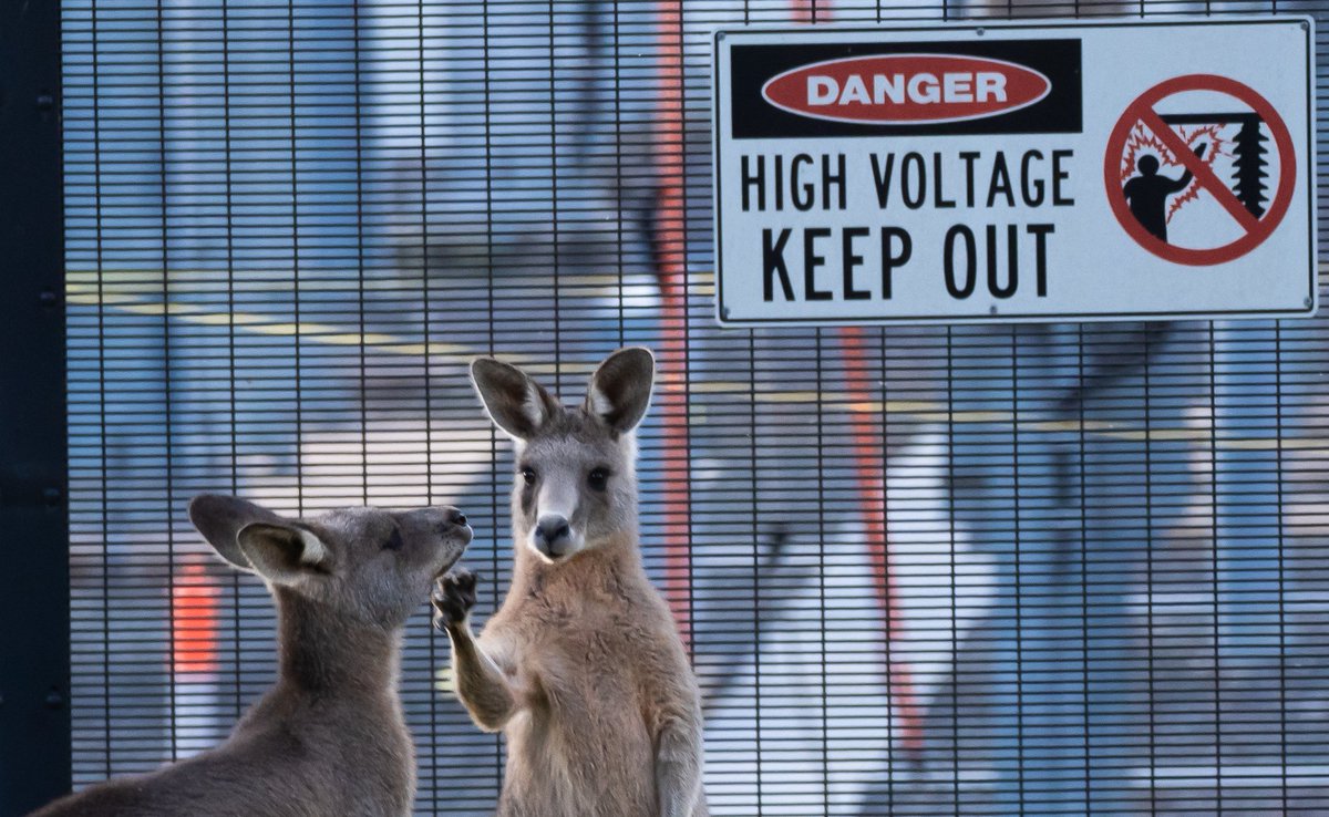 Roos at the substation